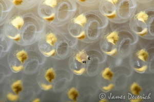 Where lemon cello monkeys dwell. by James Deverich 